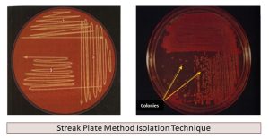 Streak Plate Method- A Comprehensive Guide - PharmaJia